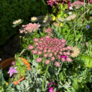 Daucus carota 'Dara' seeds - ( Ornamental carrot)