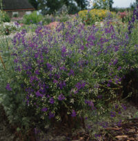 Dephinium consolida  'Blue Cloud' seeds - ( Delphinium Larkspur)