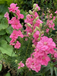 Delphinium consolida 'Imperial Salmon Spire' seeds -(Larkspur)