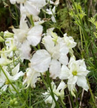 Delphinium consolida 'Imperial White King' seeds - ( Larkspur)