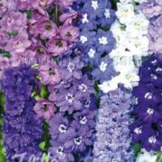 Delphinium elatum New Millenium Series 'New Zealand Hybrids Mix' seeds
