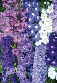 Delphinium elatum New Millenium Series 'New Zealand Hybrids Mix' seeds