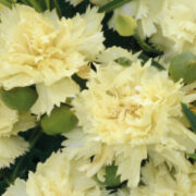 Dianthus caryophillus 'Lemon Fizz' seeds - ( Carnation)