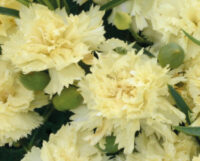 Dianthus caryophillus 'Lemon Fizz' seeds - ( Carnation)