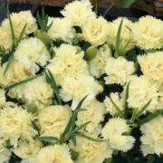 Dianthus caryophillus 'Lemon Fizz' seeds - ( Carnation)