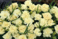 Dianthus caryophillus 'Lemon Fizz' seeds - ( Carnation)
