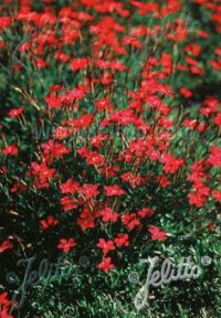Dianthus deltoides 'Brilliant' seeds -(Maiden Pink)
