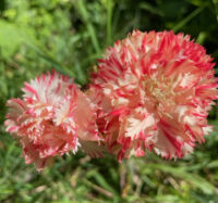 Dianthus caryophyllus 'Chabaud Avranchin' seeds - (Carnation)
