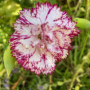 Dianthus caryophyllus 'Chaubaud Benigna' seeds - (Border carnation)