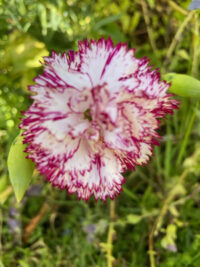 Dianthus caryophyllus 'Chabaud Benigna' plants