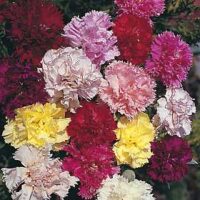 Dianthus caryophyllus 'Chabaud Mix' seeds - ( Carnation)