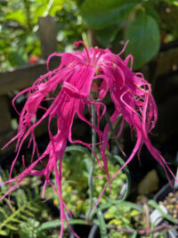 Dianthus chinensis var lacinatus 'Dancing Geisha' plants
