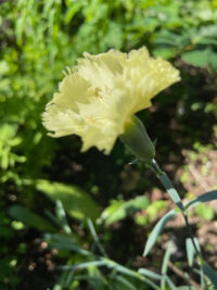 Dianthus caryophyllus 'Marie Chabaud' seeds -(Dianthus)