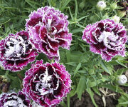 Dianthus chinensis 'Velvet 'n lace' seeds - ( China pink)