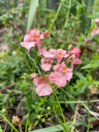 Diascia Barberae 'Apricot Queen' seeds - (Twinspur)