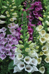 Digitalis purpurea 'Carousel Mix' seeds - ( Foxglove)