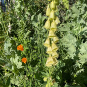 Digitalis ambigua seeds - (Grandiflora, Yellow Foxglove)