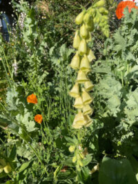 Digitalis ambigua seeds - (Grandiflora, Yellow Foxglove)