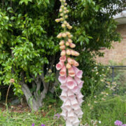 Digitalis purpurea 'Apricot' seeds - ( Foxglove)