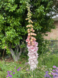 Digitalis purpurea 'Apricot' seeds - ( Foxglove)