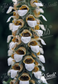 Digitalis lanata 'Cafe Creme' seeds - (Foxglove) - Image 2