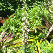 Digitalis lanata 'Cafe Creme' seeds - (Foxglove)