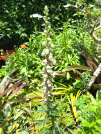 Digitalis lanata 'Cafe Creme' seeds - (Foxglove)