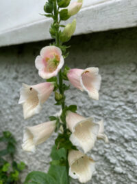 Digitalis purpurea 'Dalmation Peach Spotted' seeds - (Foxglove)