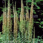 Digitalis ferruginea 'Gigantea Gelber Herold' seeds