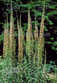 Digitalis ferruginea 'Gigantea Gelber Herold' seeds