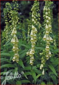 Digitalis lutea seeds - ( Straw Foxglove)