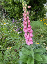 Digitalis x mertonensis seeds  - (Summer King)