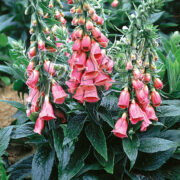 Digitalis x mertonensis seeds  - (Summer King)
