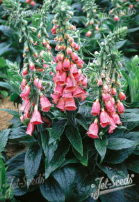 Digitalis x mertonensis seeds  - (Summer King)