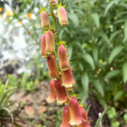 Digitalis obscura 'Sunset' Plants