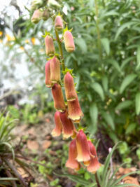 Digitalis obscura 'Sunset' seeds - (Digitalis Dusky Maid)