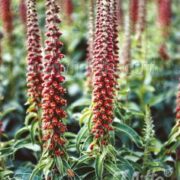 Digitalis parviflora seeds - ( Milk chocolate foxglove)