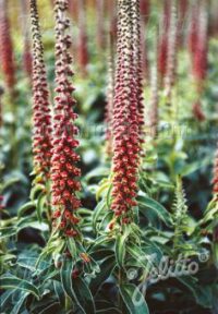 Digitalis parviflora seeds - ( Milk chocolate foxglove)