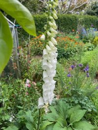 Digitalis purpurea 'Snow thimble' seeds - (Foxglove)
