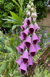 Digitalis purpurea 'Sugar Plum' seeds - (Foxglove)