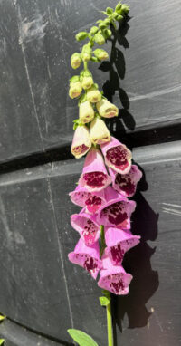 Digitalis purpurea 'Sugar Plum' seeds - (Foxglove) - Image 2