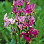Dodecatheon  meadia  'Deluxe Mix' seeds  ( cold treated) -( Shooting Star, American Cowslip)