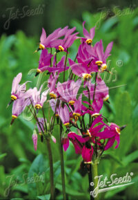 Dodecatheon  meadia  'Deluxe Mix' seeds  ( cold treated) -( Shooting Star, American Cowslip)