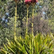 Doryanthes excelsa seeds - (Gymea Lily)