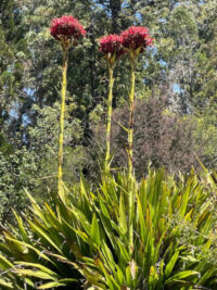 Doryanthes excelsa seeds - (Gymea Lily)