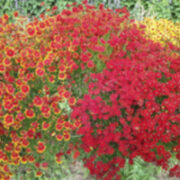 Coreopsis tinctoria 'Dyer's Coreopsis'