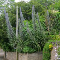 Echium 'Blue Steeple' seeds