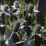 Eryngium giganteum 'Silver Ghost' seeds - ( Sea Holly)