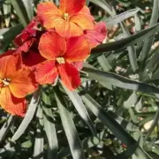 Erysimum chieri 'Devon Blaze' seeds. - (Wallflower)