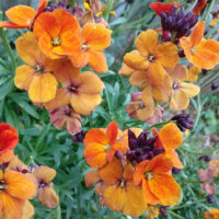 Erysimum cheiri  'Jumbo Orange' plants  - (Wallflower)